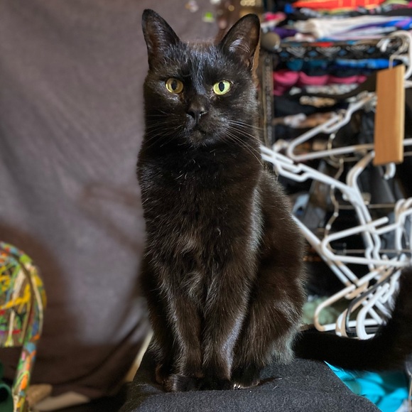 Meet your Posher, Roxanne - Picture 5 of 15